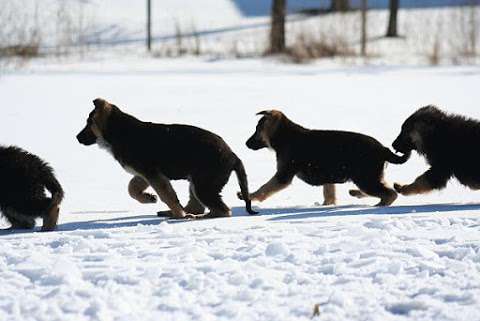 Loretto Kennels